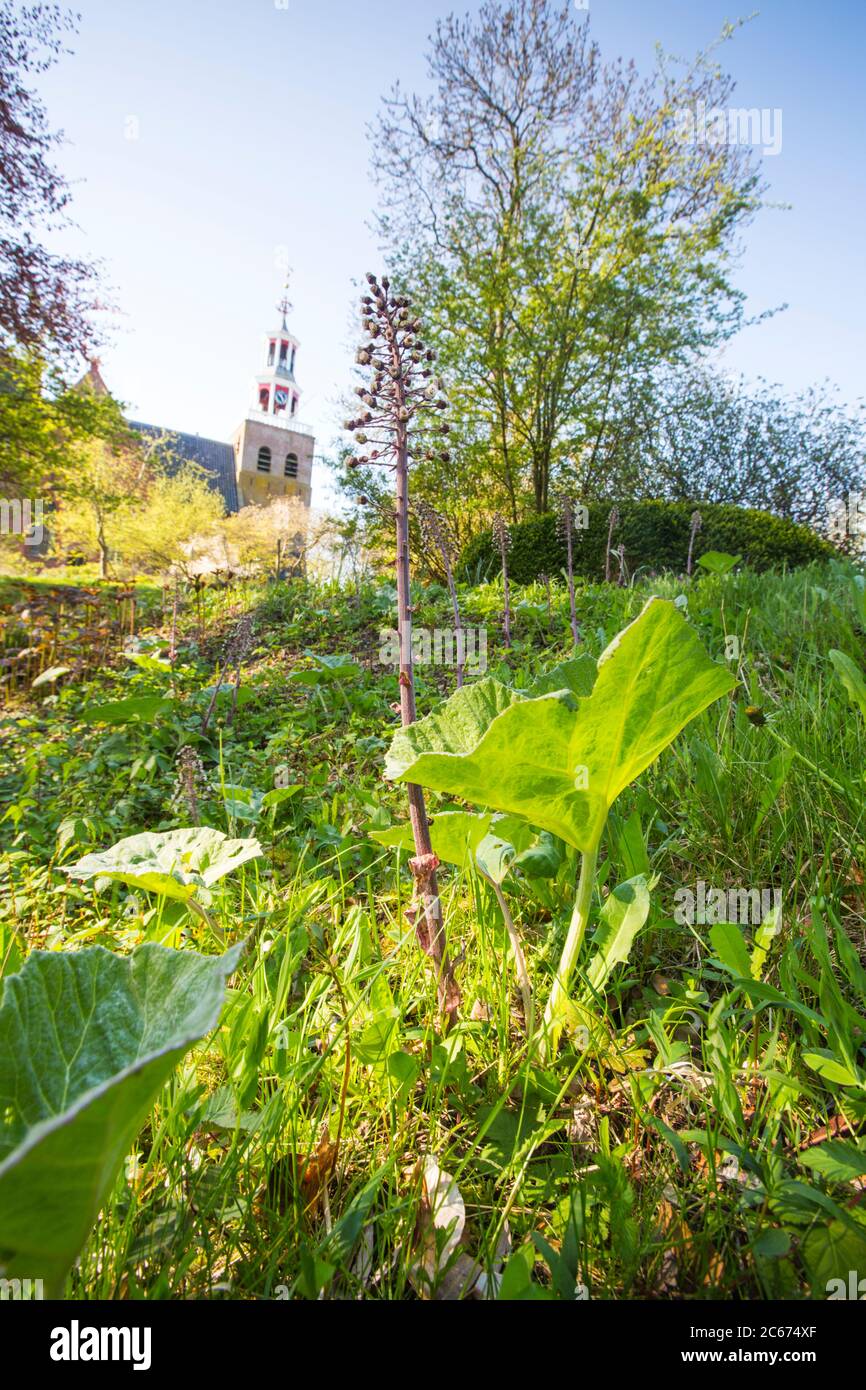 Fleurs communes de Butterbur Banque D'Images