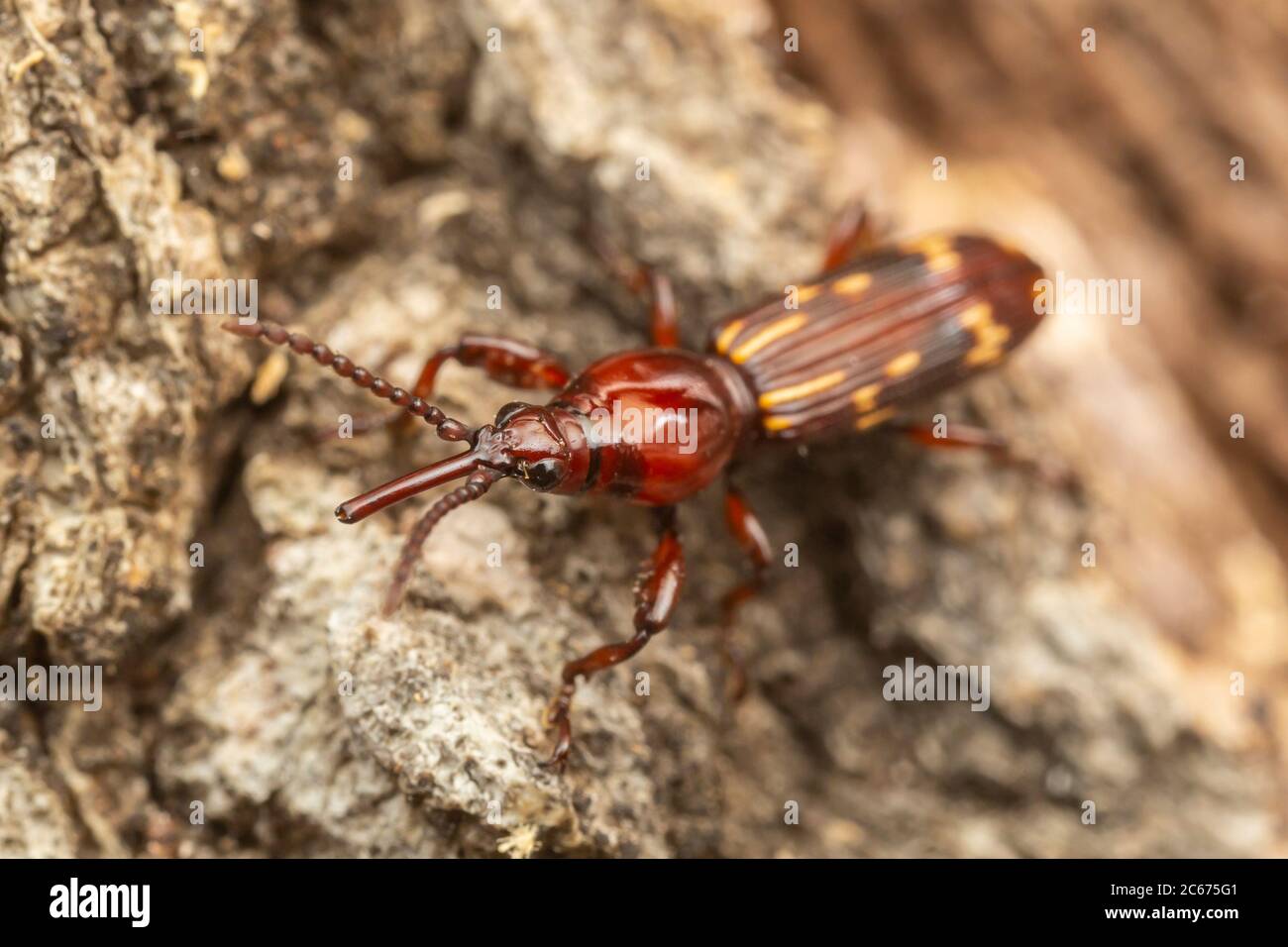 Chêne Timberworm (Arrenodes minutus) - femelle Banque D'Images