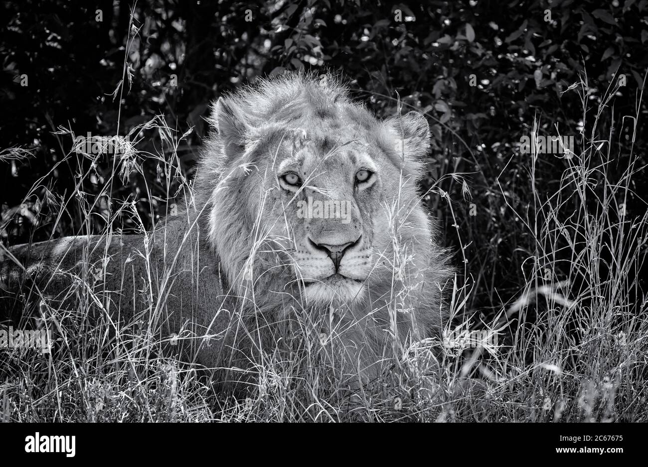Lion africain de sexe masculin gros plan portrait du visage regardant vers l'avant, reposant derrière l'herbe haute dans la réserve nationale de Masai Mara, Kenya, Afrique. Noir et blanc Banque D'Images