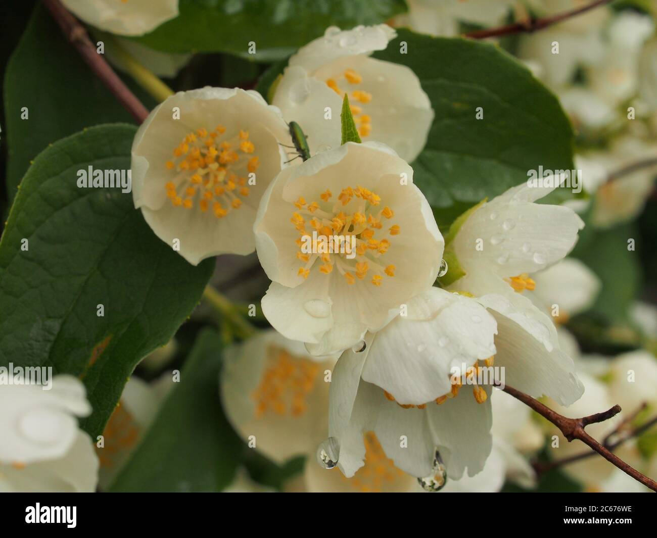Les pétales blancs d'un Bud de Jasmine après la pluie. Mode macro. Banque D'Images