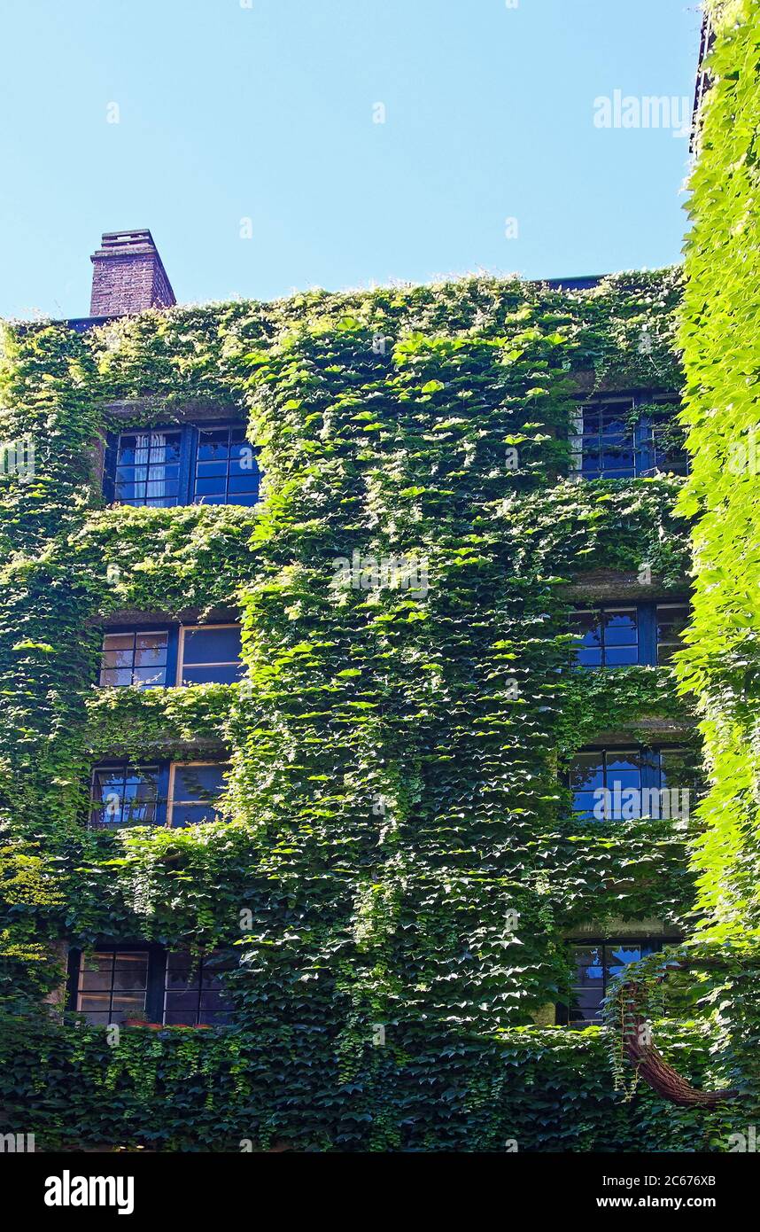 Bâtiment couvert de vigne; soleil, ombre, cheminée en briques, fenêtres visibles, feuilles vertes, Flandre; Europe; Anvers; Belgique Banque D'Images