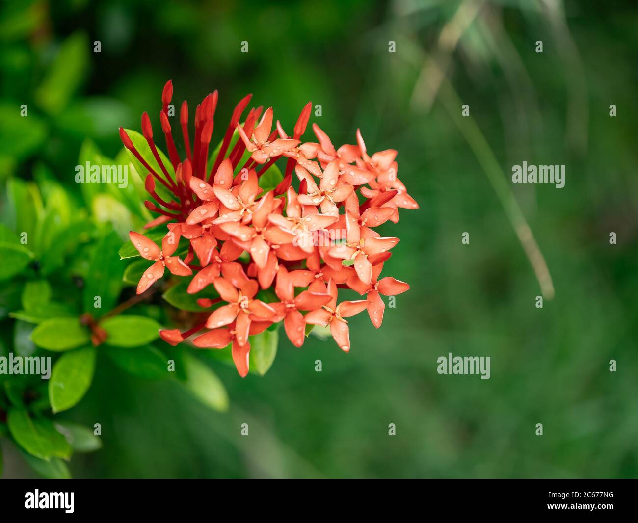 Groupe d'étoiles égyptiennes, fleur en étoiles, Pentas « Graffiti Deep Red » (Pentas lanceolata) Banque D'Images