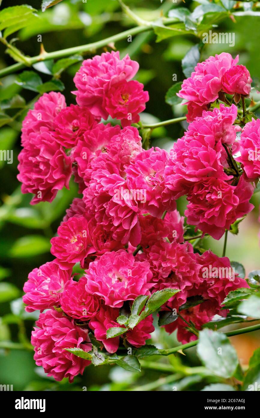 Rose-rouge délicat belles fleurs de roses grimpantes fleuries dans le jardin d'été, gros plan. Banque D'Images