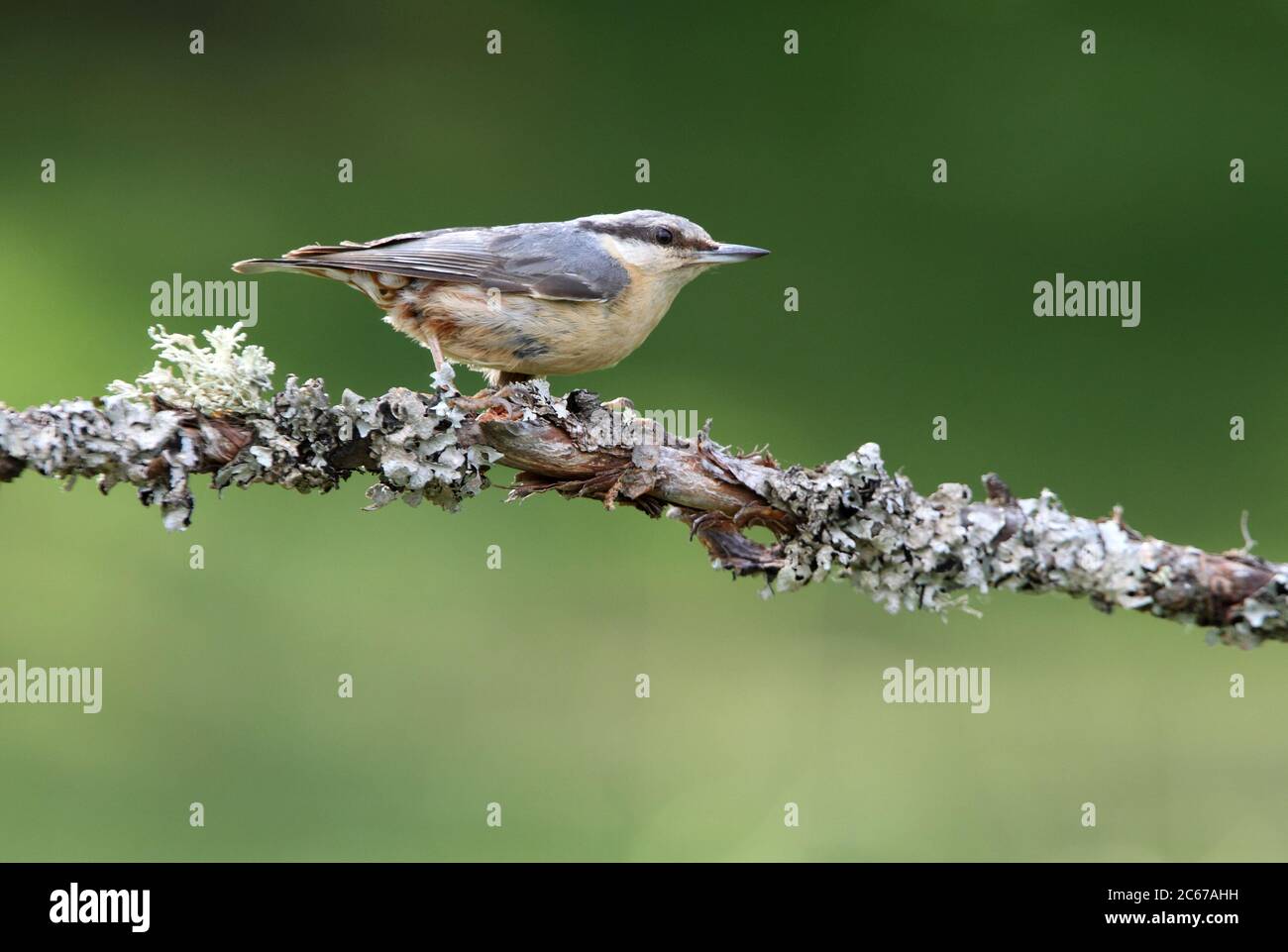 Nuthatch eurasien photographié dans les lumières de la fin de l'après-midi Banque D'Images