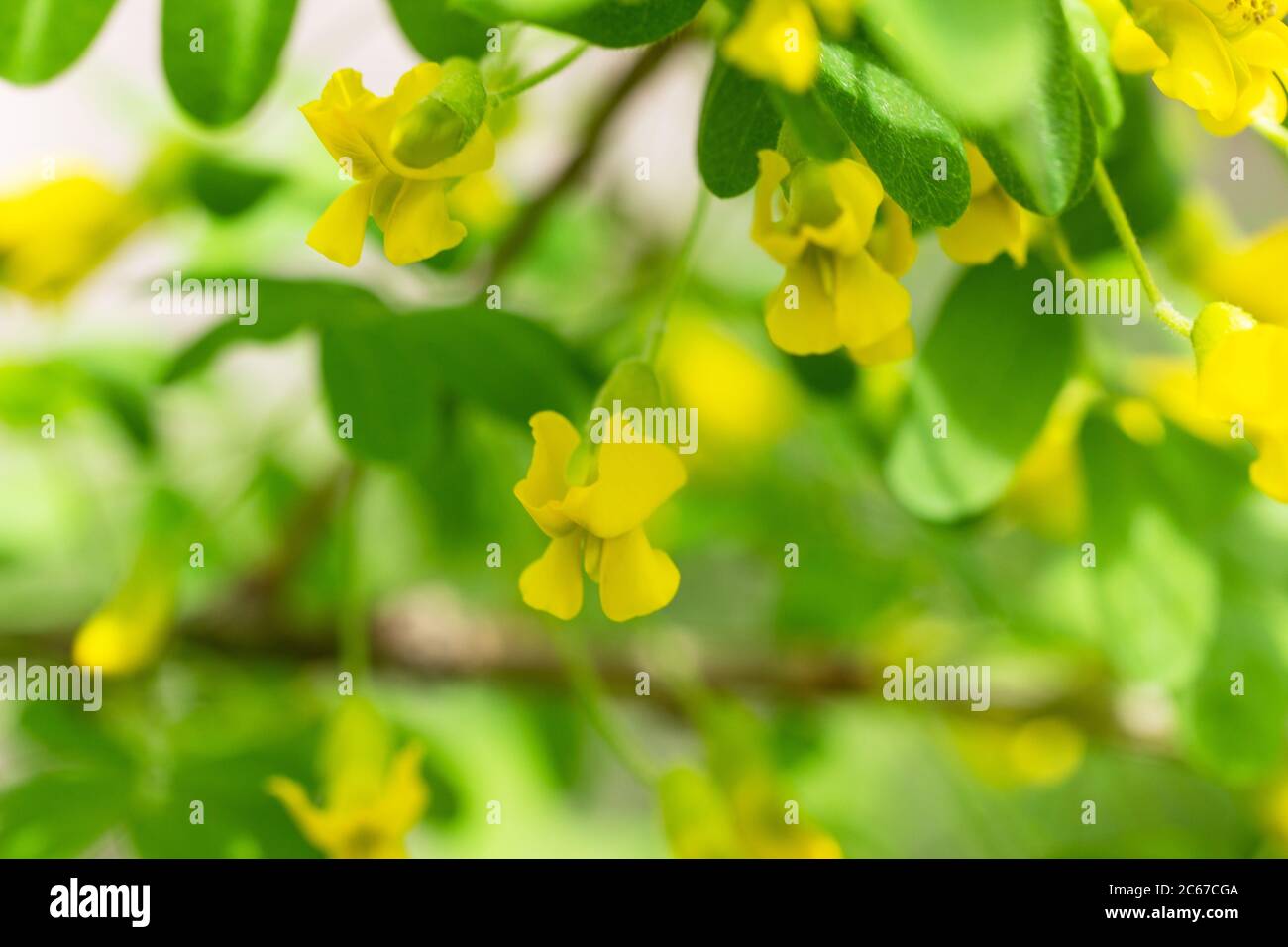 Acacia jaune en fleur avec des feuilles sur fond vert. Cassia fistule fleurs  jaunes. Fleurs d'acacia sur branche longue. Gros plan, mise au point  sélective Photo Stock - Alamy