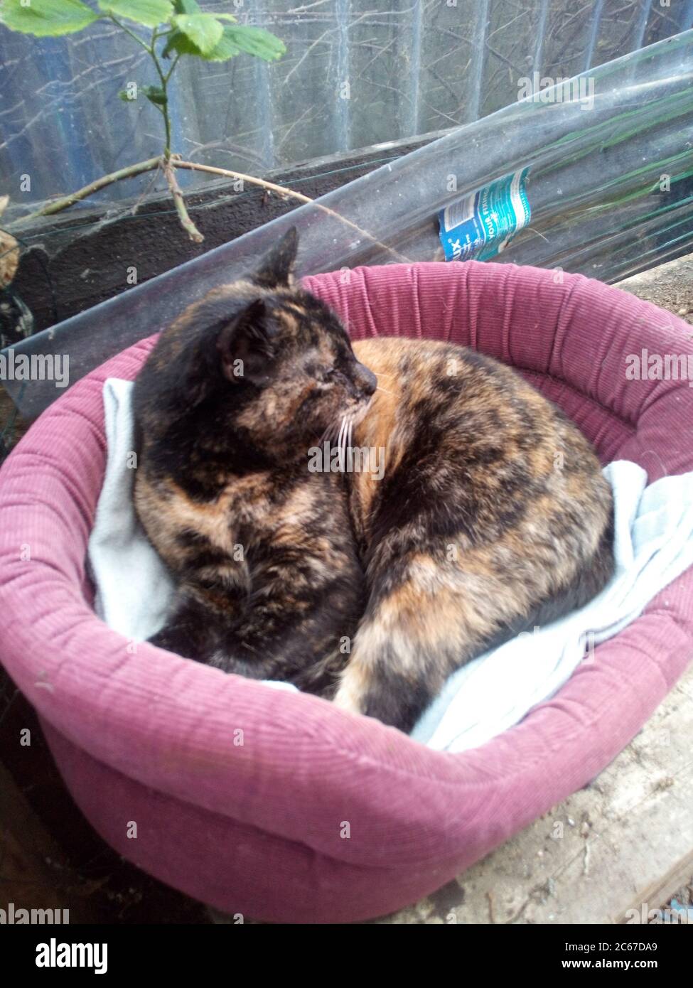 une femelle tortoiseshell chat se relaxant dans un lit de chat dans un hangar Banque D'Images
