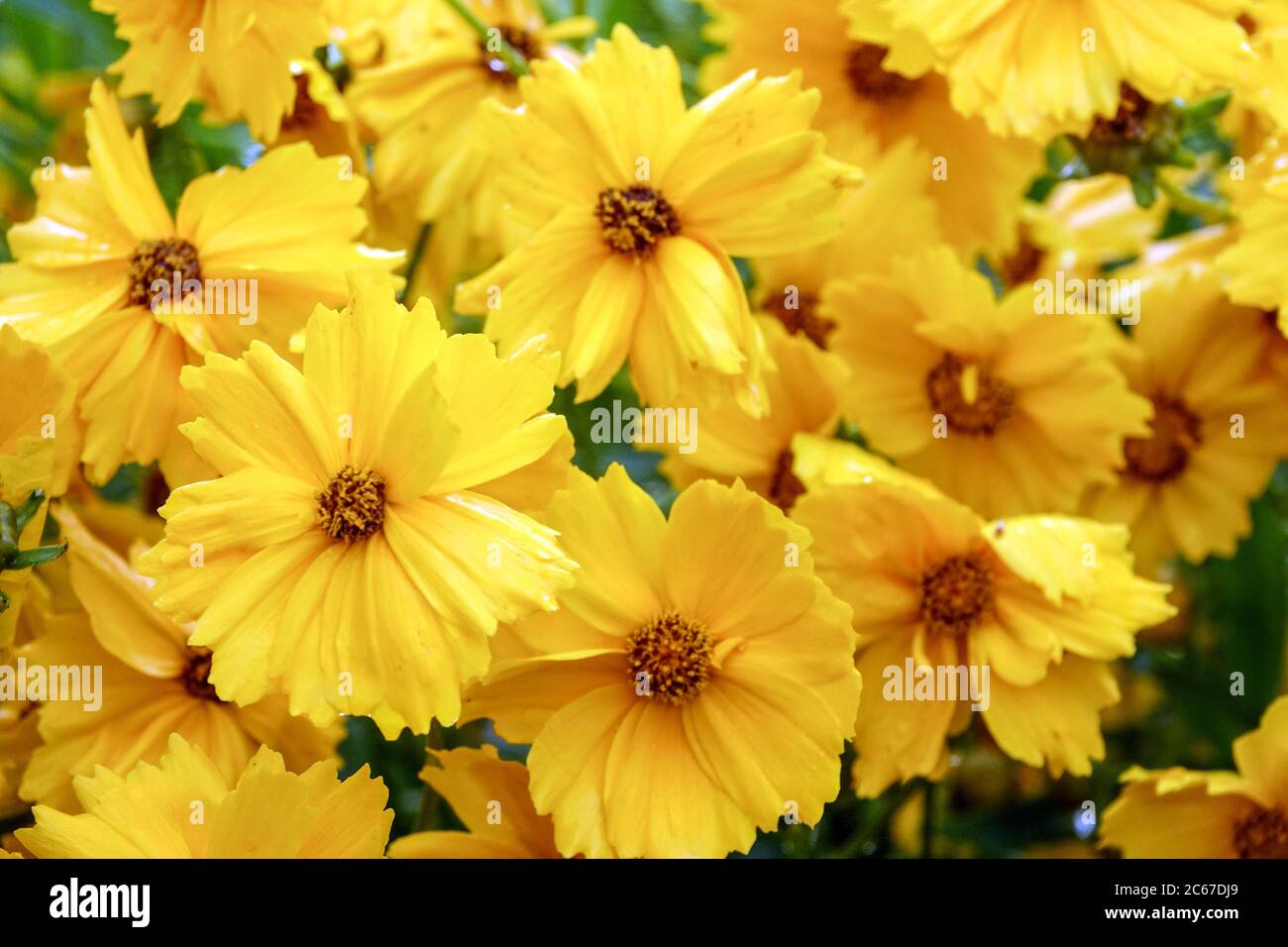 Coreopsis grandiflora Christchurch Tickseed Banque D'Images