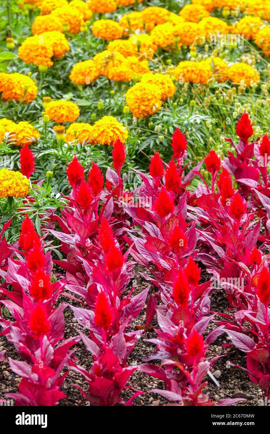 Red Celosia 'Smart look Red' Tagetes Banque D'Images