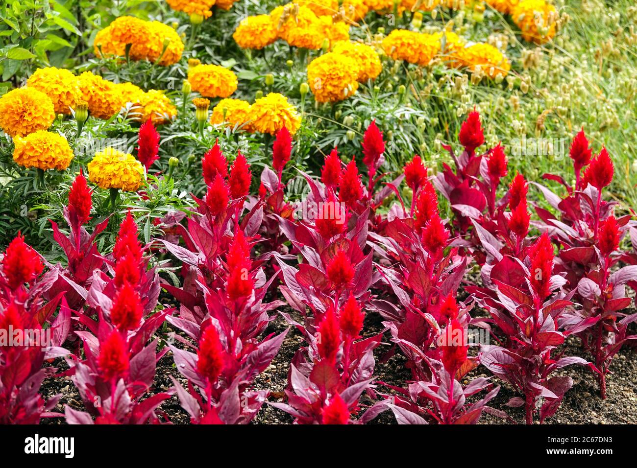 Rouge Celosia 'Smart look Red' lit de fleurs Tagetes, litière d'été plantes bordure de jardin, fleurs colorées, soucis jaunes Banque D'Images