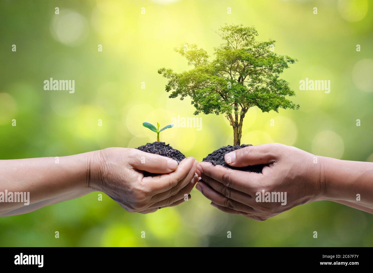 L'environnement le jour de la Terre dans les mains d'arbres de semis. Bokeh fond vert femme hand holding arbre sur la nature champ herbe Forêt conservati Banque D'Images