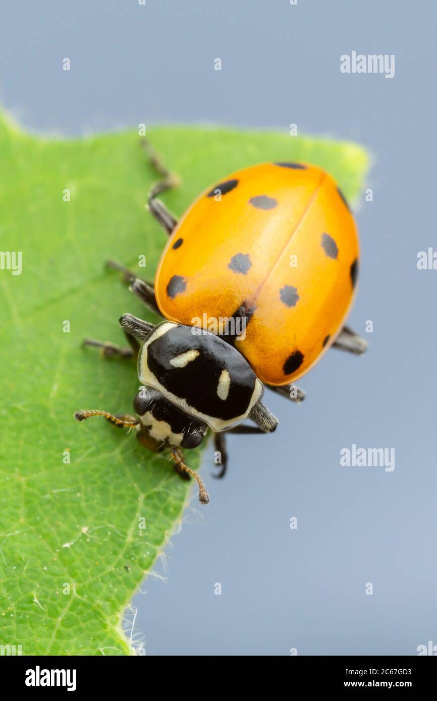 Femme convergente Beetle (Hippodamia convergens) Banque D'Images