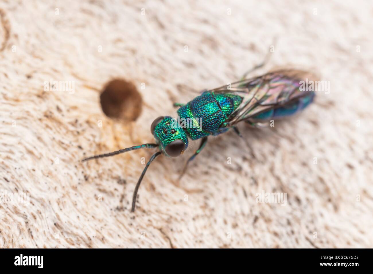 Guêpe de coucou (Chrysis sp.) Banque D'Images