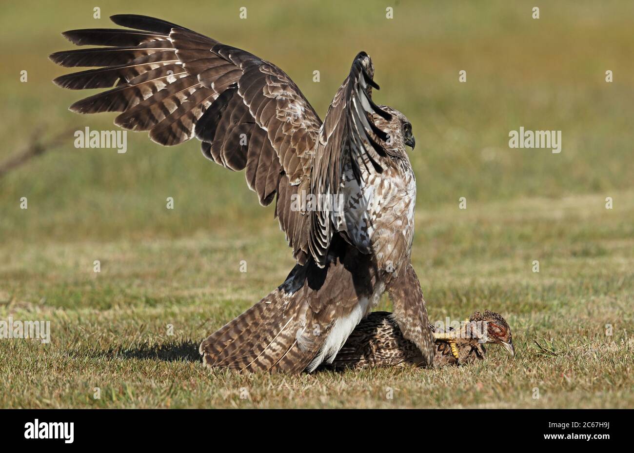 Buzzard eurasien (Buteo buteo buteo) adulte se nourrissant sur le faisan mort Eccles-on-Sea, Norfolk, Royaume-Uni Mai Banque D'Images