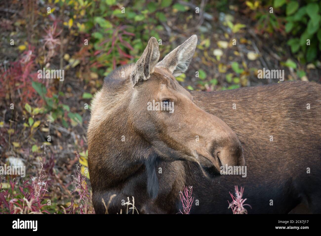 Un orignal de vache en gros plan avec un beau manteau d'hiver et des couleurs d'automne dans le parc national Denali, Alaska, États-Unis Banque D'Images