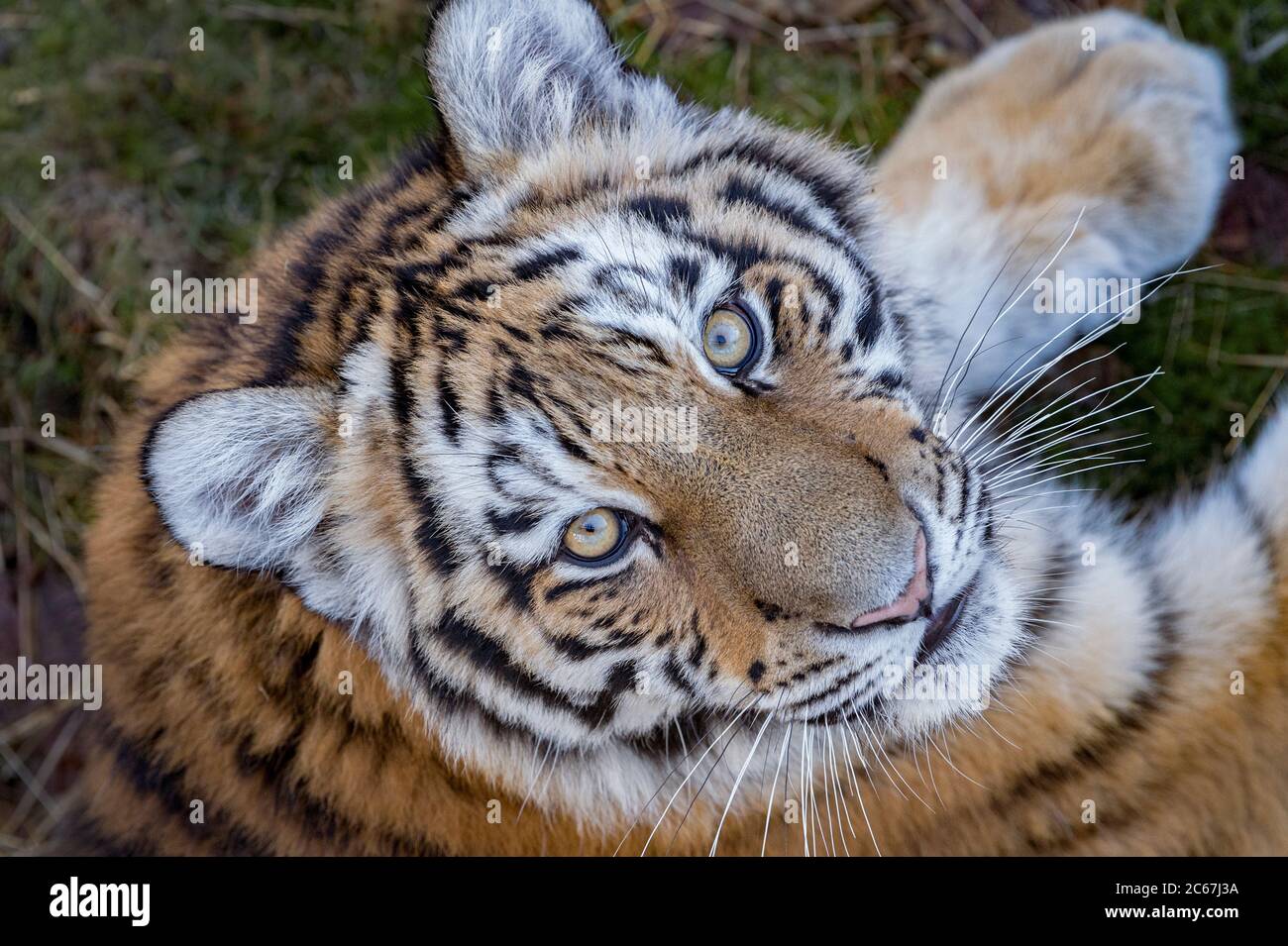 L'Amour (femelle) de Sibérie tiger à la caméra en Banque D'Images