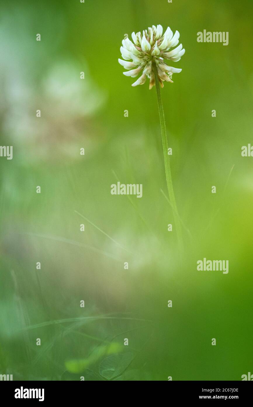 Le trèfle blanc, Trifolium repens Banque D'Images