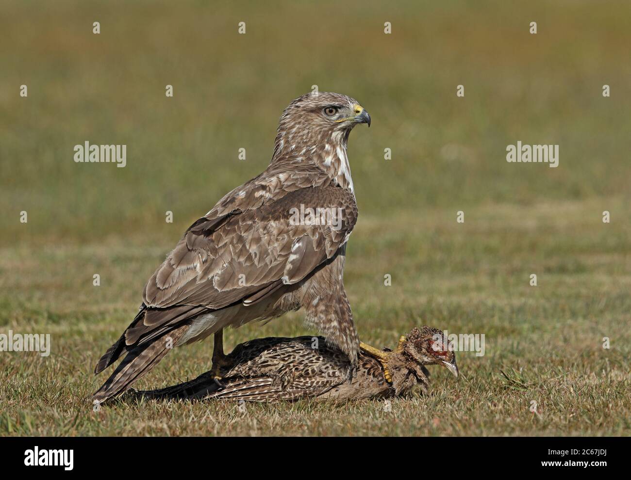 Buzzard eurasien (Buteo buteo buteo) adulte debout sur le faisan mort Eccles-on-Sea, Norfolk, Royaume-Uni Mai Banque D'Images