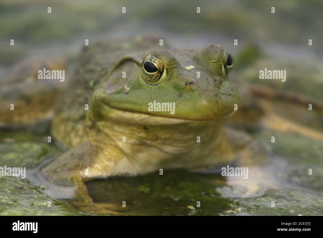 Une grenouille nord-américaine est assise sur un tapis d'algue dans un étang de l'Iowa, États-Unis, le 16 mai 2020. Photo prise dans la zone de conservation Bank Swallow Bend de Warre Banque D'Images