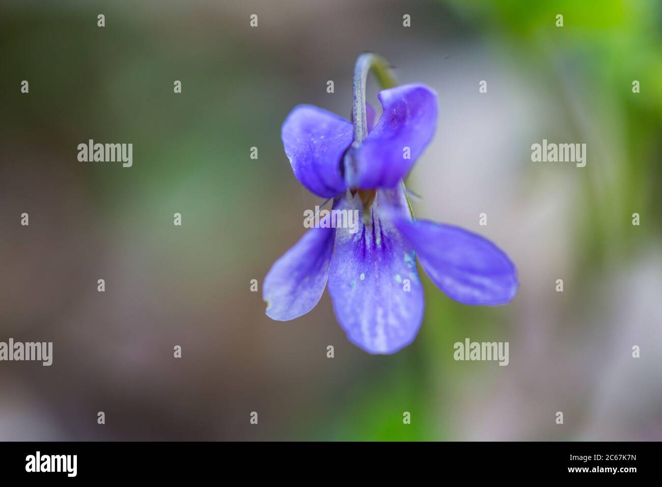 Skov-Viol, violet chien précoce, Viola Banque D'Images