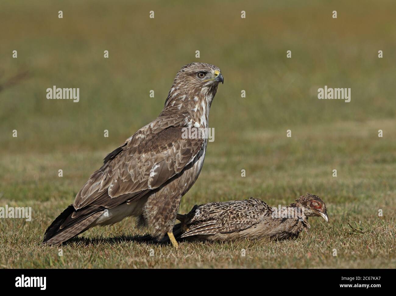 Buzzard eurasien (Buteo buteo buteo) adulte debout avec un faisan mort Eccles-on-Sea, Norfolk, Royaume-Uni Mai Banque D'Images