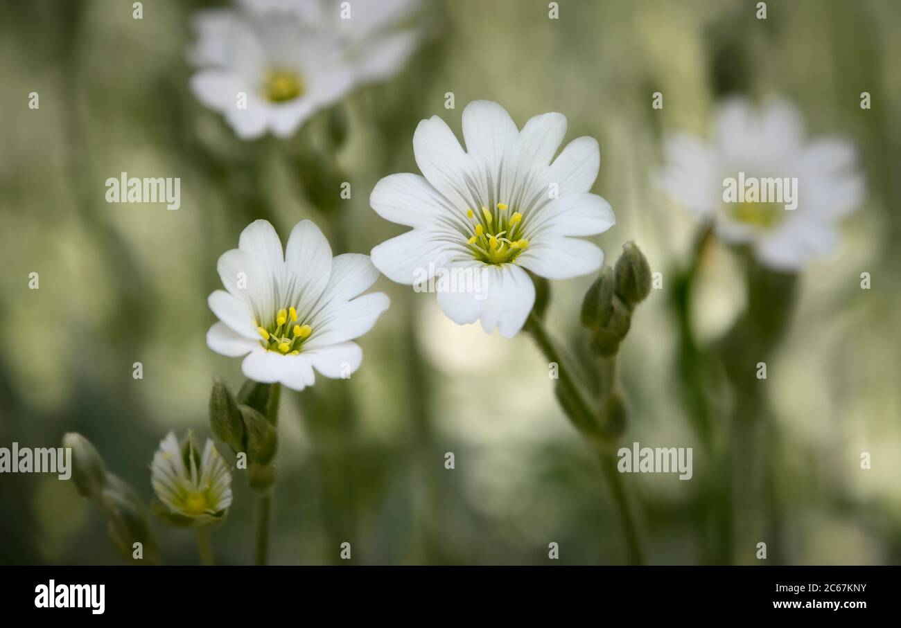 Belles fleurs blanches, champ de la chiche ou champ souris-oreille (Cerastium arvense), Europe et Amérique, photographie de la nature faible profondeur de champ Banque D'Images