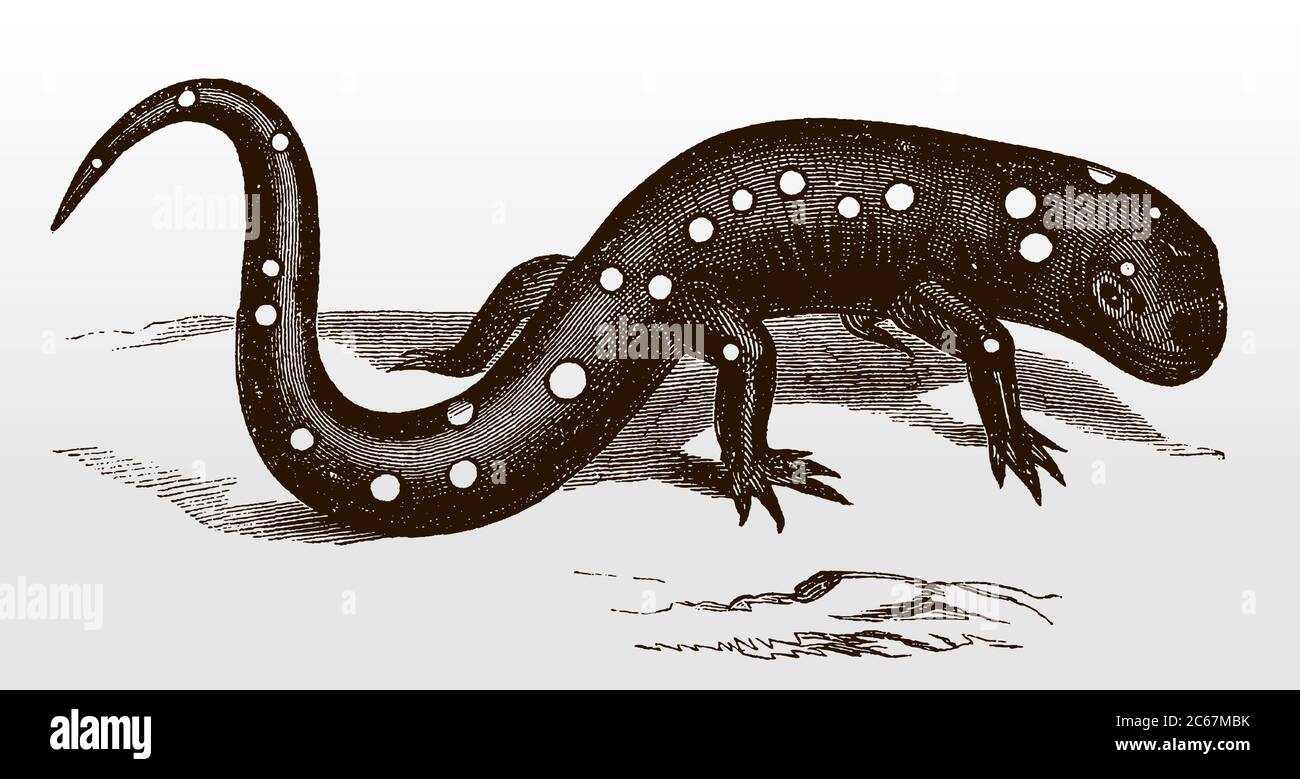 Salamandre tachetée ou salamandre tachetée jaune, ambystoma maculatum, endémique en Amérique du Nord après une illustration antique du XIXe siècle Illustration de Vecteur