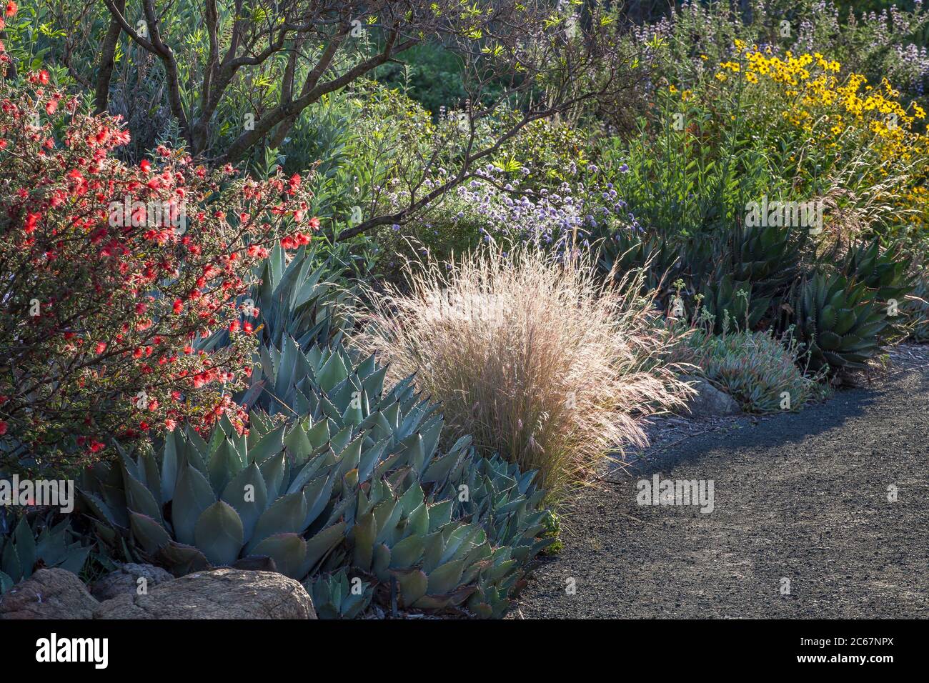 Californa, tolérant à la sécheresse estivale, frontière mixte, jardin végétal indigène, herbe pourpre à trois-Awn, agave parryi, arbuste de Furian Duster à Leaning Pine Arbore Banque D'Images