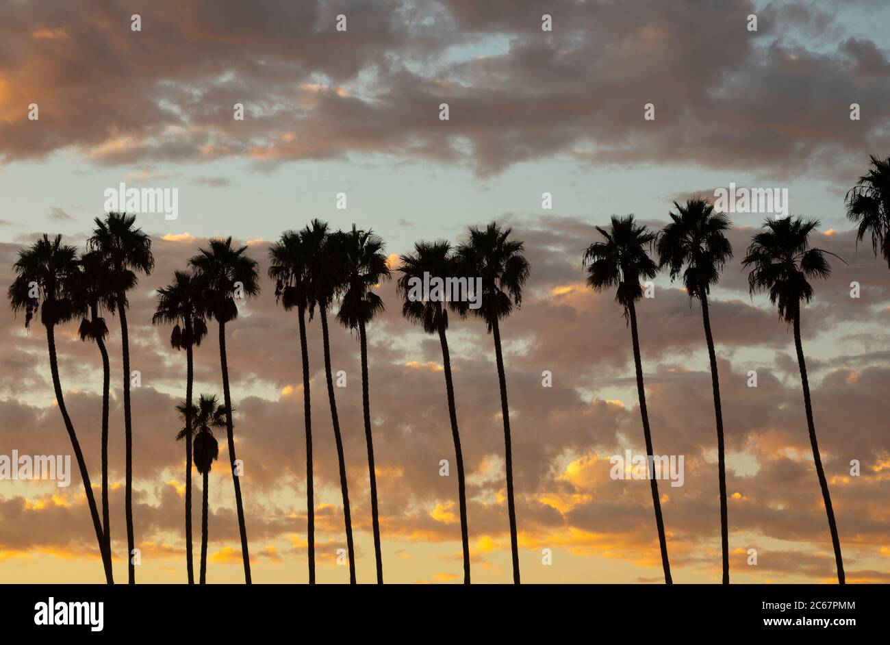 Palmiers contre ciel nuageux au coucher du soleil, Santa Barbara, Californie, États-Unis Banque D'Images