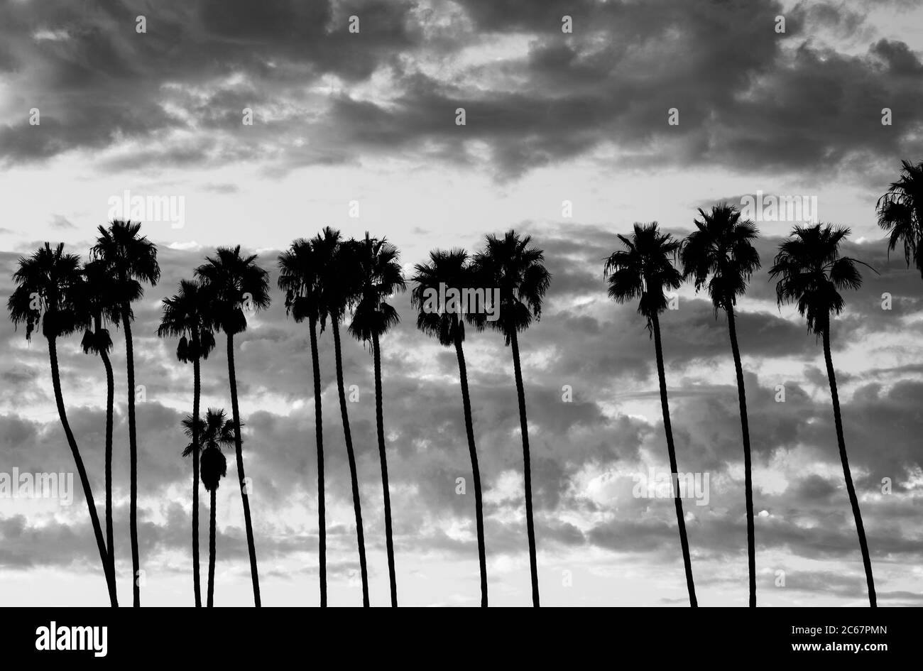 Palmiers contre ciel nuageux, Santa Barbara, Californie, États-Unis Banque D'Images