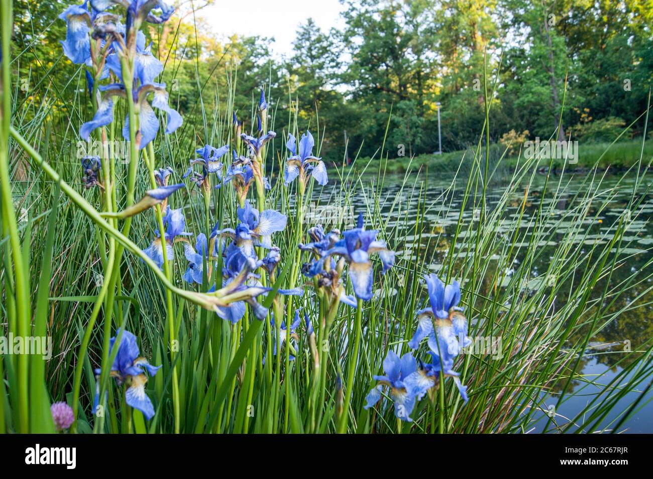 Iris sibirica drapeau bleu fleur Banque D'Images