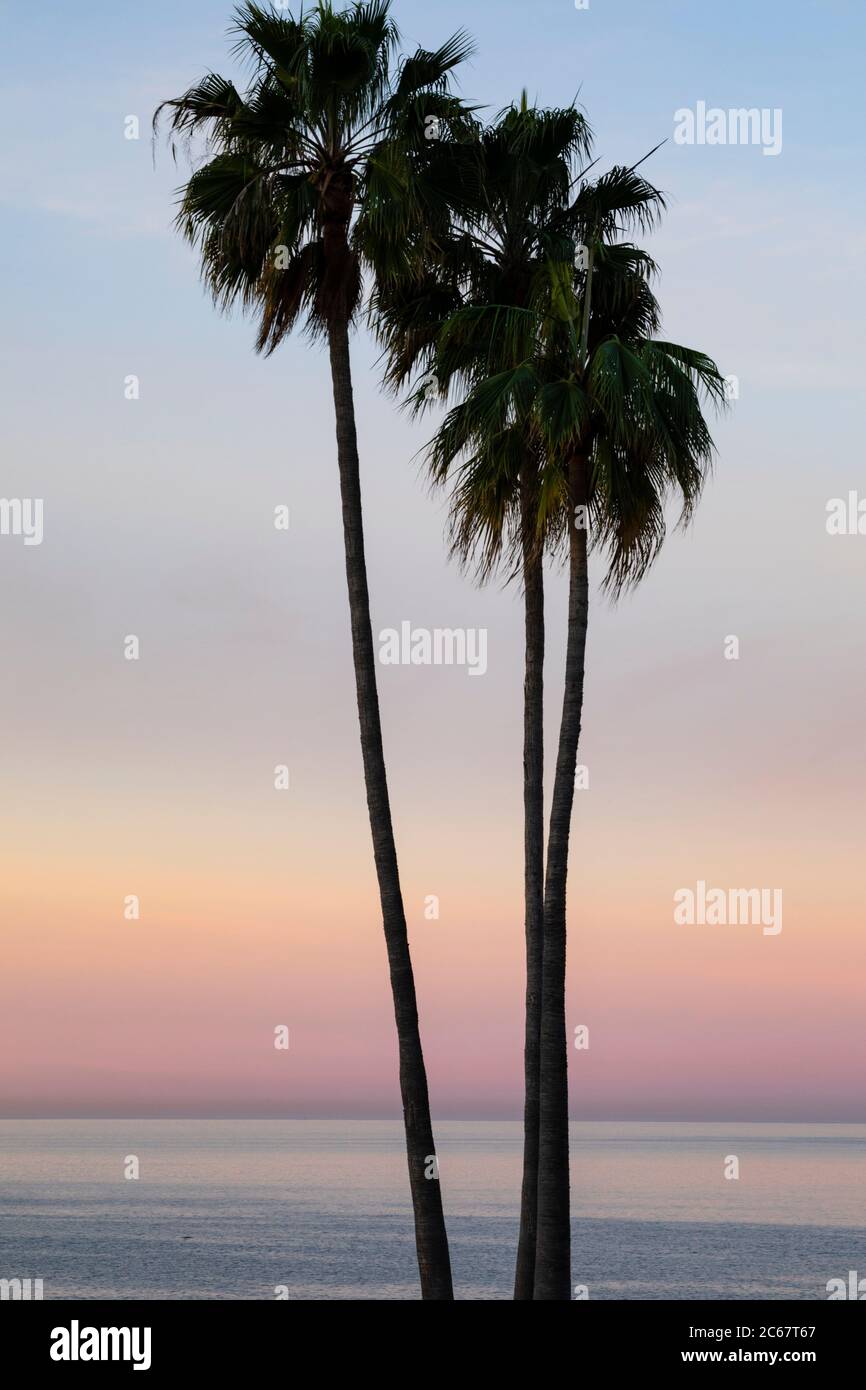 Palmiers au coucher du soleil sur la plage de Santa Barbara, Californie, États-Unis Banque D'Images