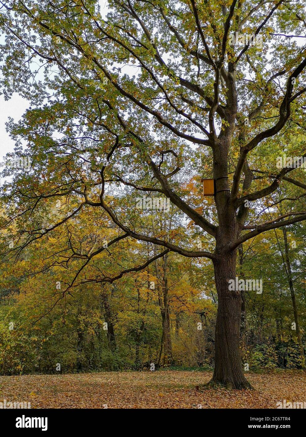 Grand magnifique chêne blanc indépendant aux couleurs de l'automne avec un feuillage rouge sous lui et un ciel bleu en arrière-plan dans le parc du centre-ville de Tiergarten. Banque D'Images
