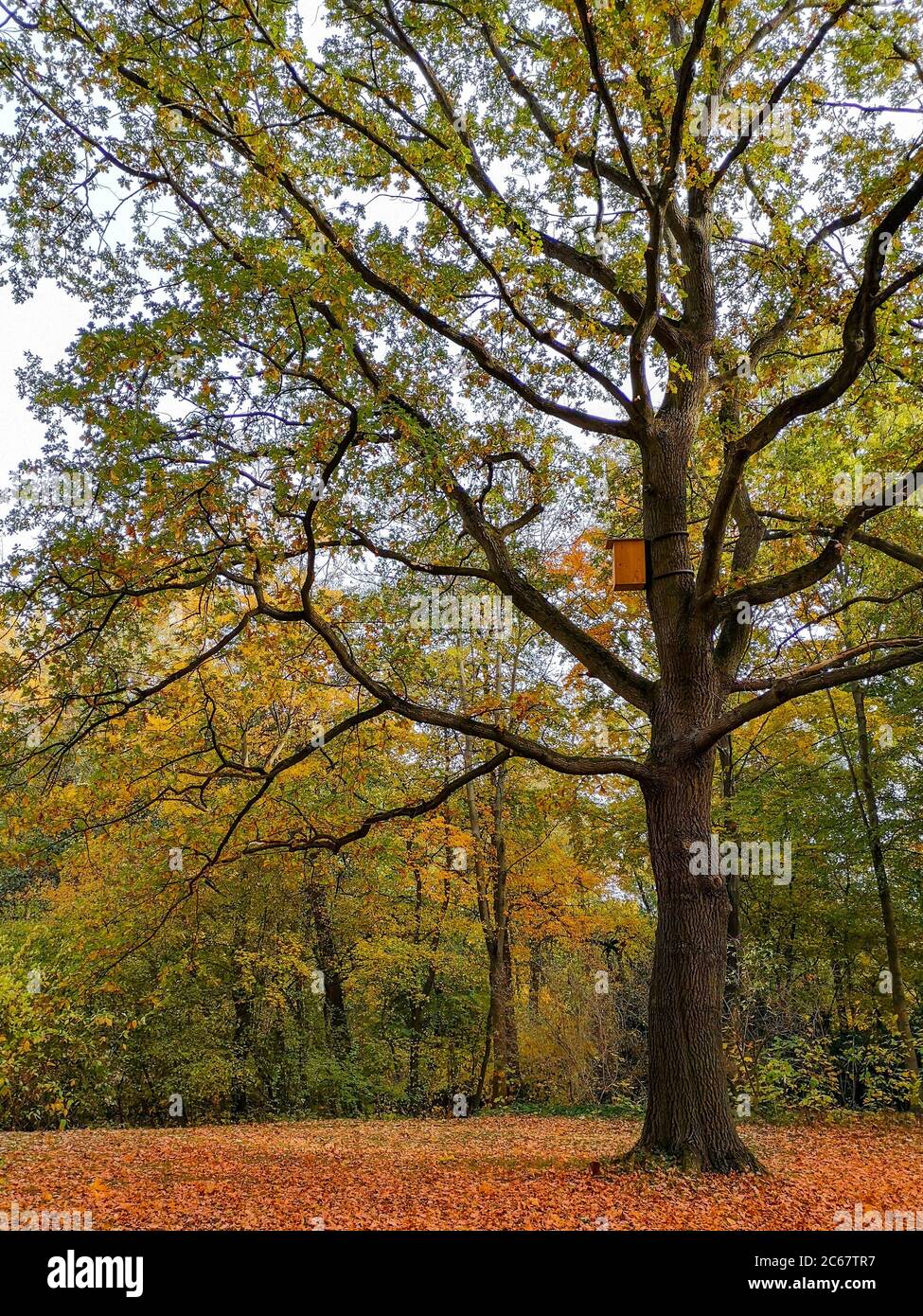 Grand magnifique chêne blanc indépendant aux couleurs de l'automne avec un feuillage rouge sous lui et un ciel bleu en arrière-plan dans le parc du centre-ville de Tiergarten. Banque D'Images