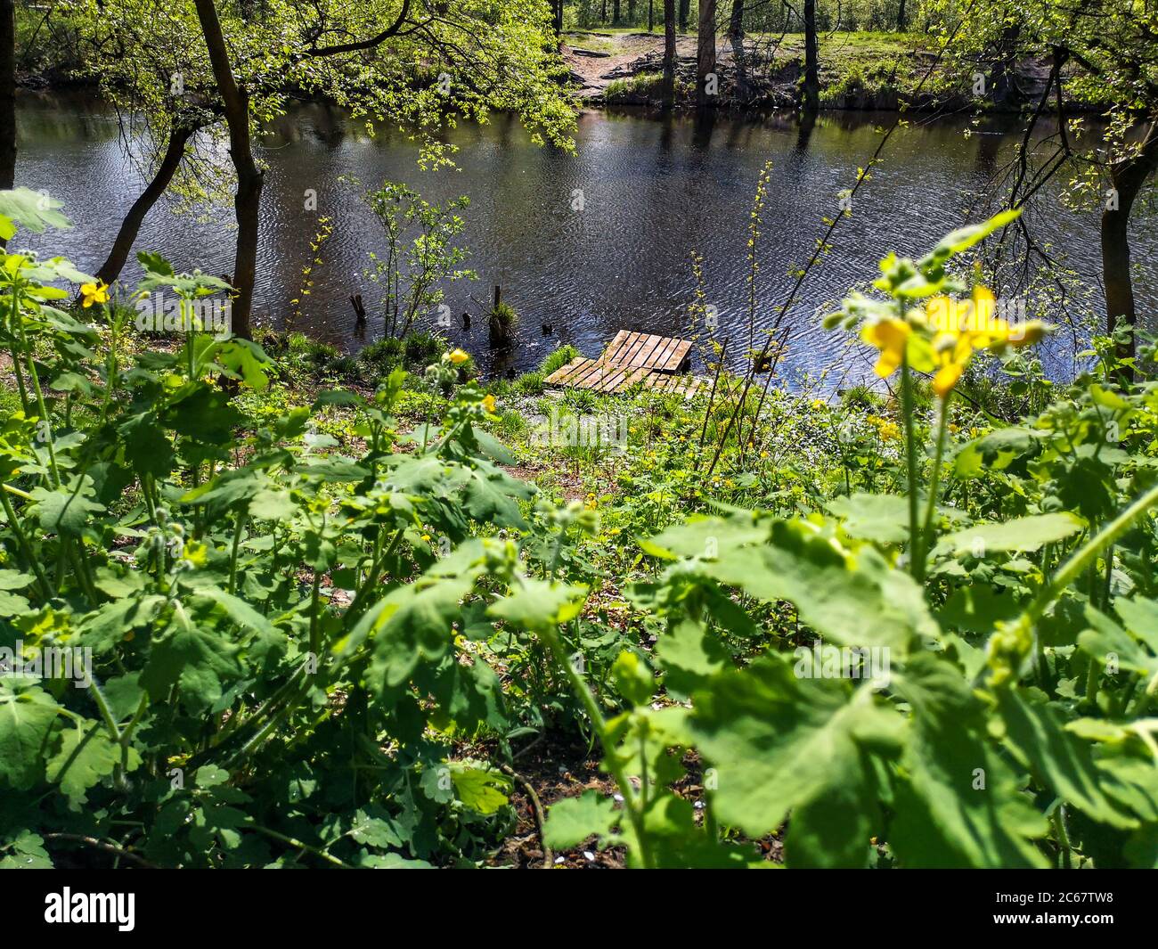 Simple pont en bois sur la rive d'un canal d'eau entouré d'arbres verts, de buissons et de fleurs sauvages dans une forêt près de la ville. Reposez-vous dans la tranquillité. Banque D'Images