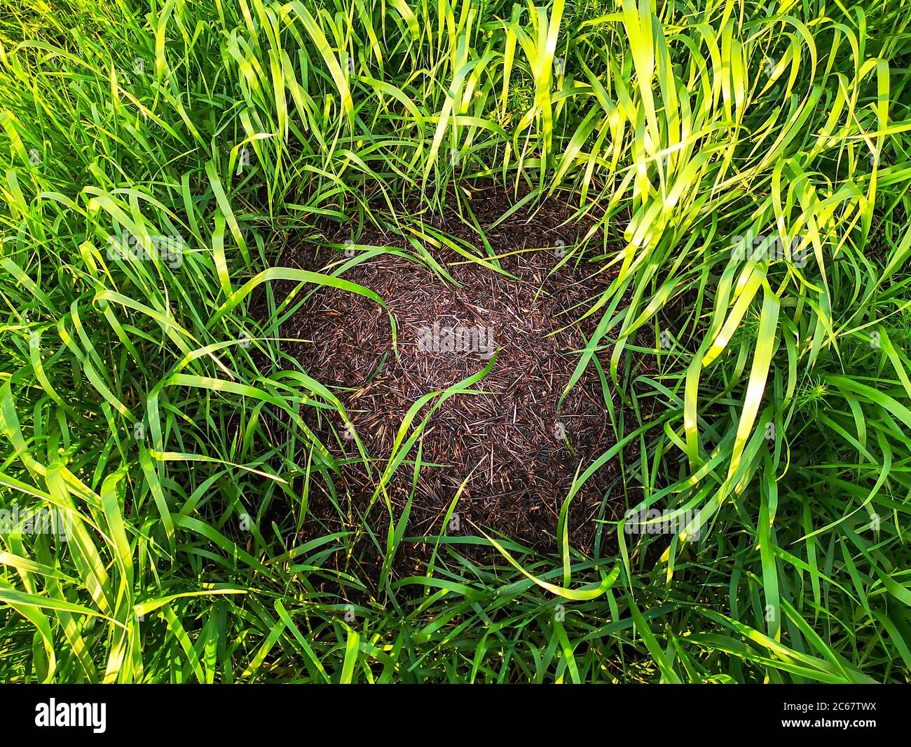 Grand anthill rond camouflé au milieu de l'herbe verte élevée sur un terrain d'été en campagne. Belle faune. Banque D'Images