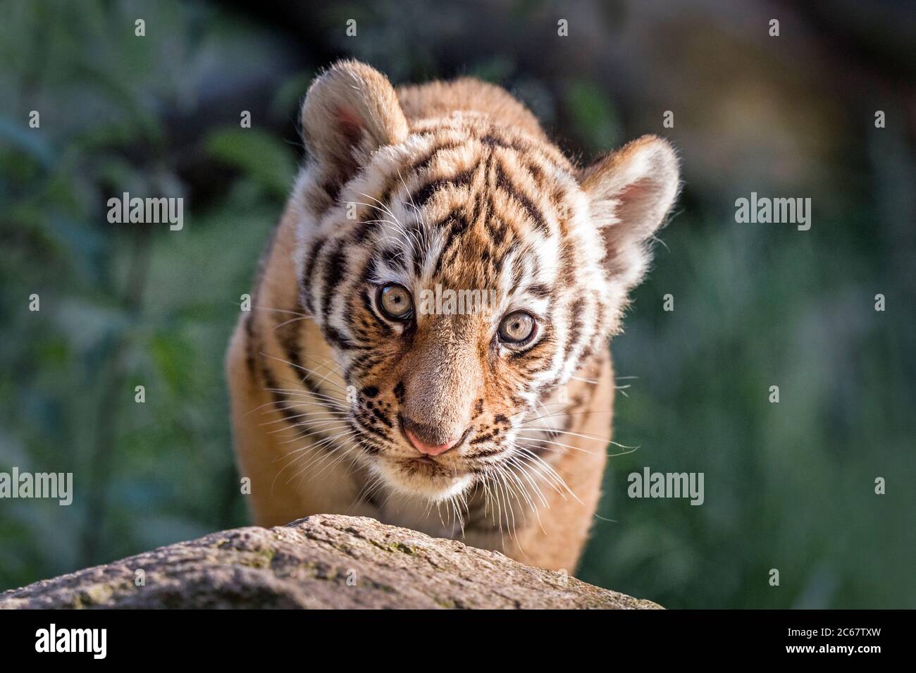 Mâle Amur Tiger cub (deux mois) Banque D'Images