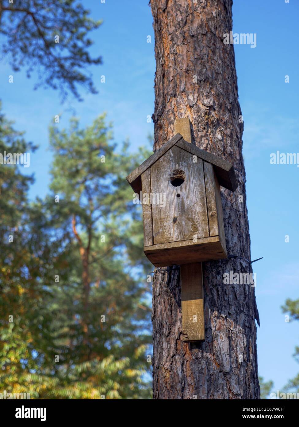 Boîte de nidification simple en bois fait main avec poteau sur un grand pin droit avec belle écorce de tronc texturée dans un parc de la ville. Ciel bleu sur fond Banque D'Images