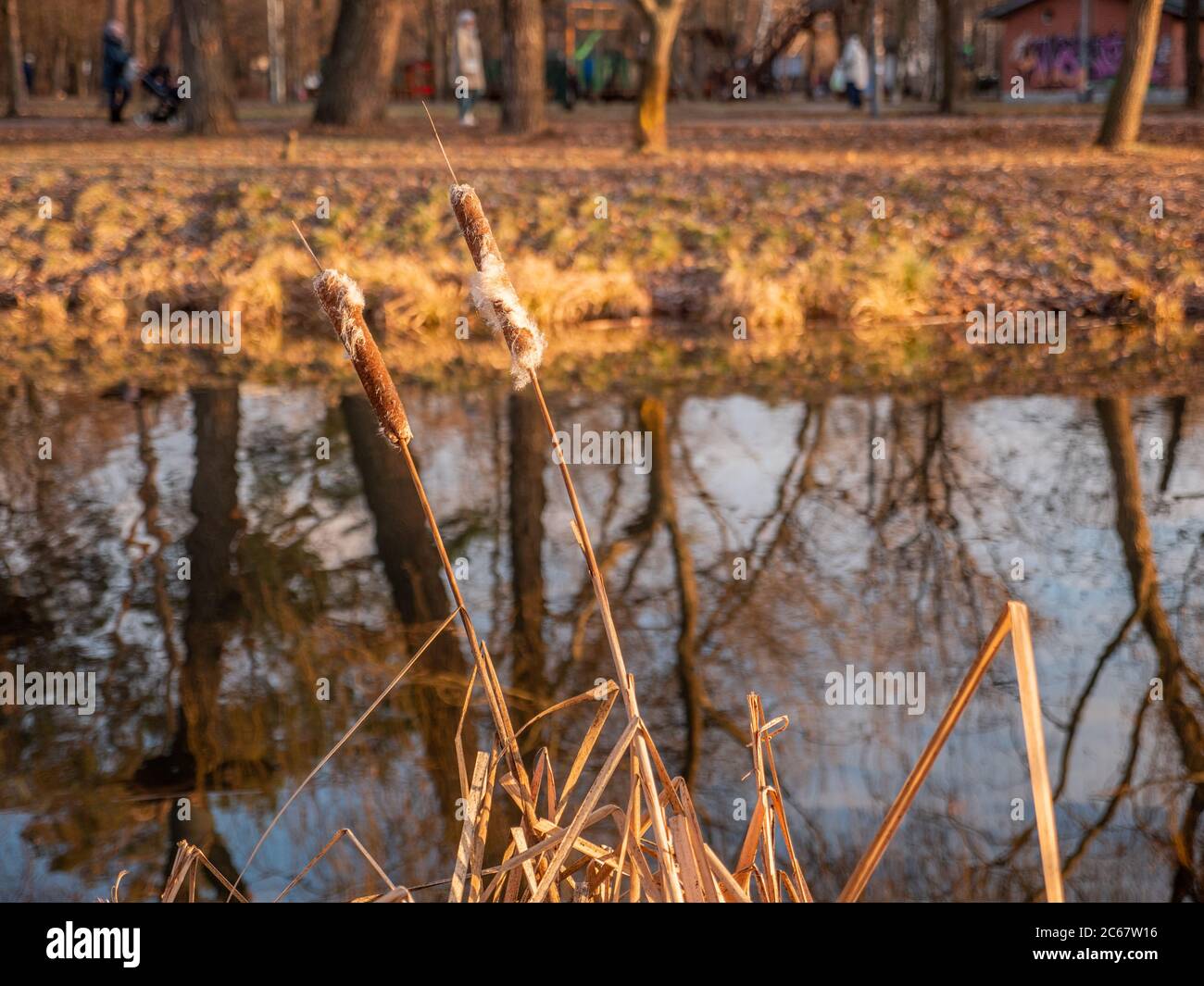 Bulrush grandit près d'un lac calme avec des arbres et le ciel de réflexion dans l'eau. Parc de la ville à la fin de l'automne ou en hiver chaud. Belles couleurs jaunes dans la nature. Banque D'Images