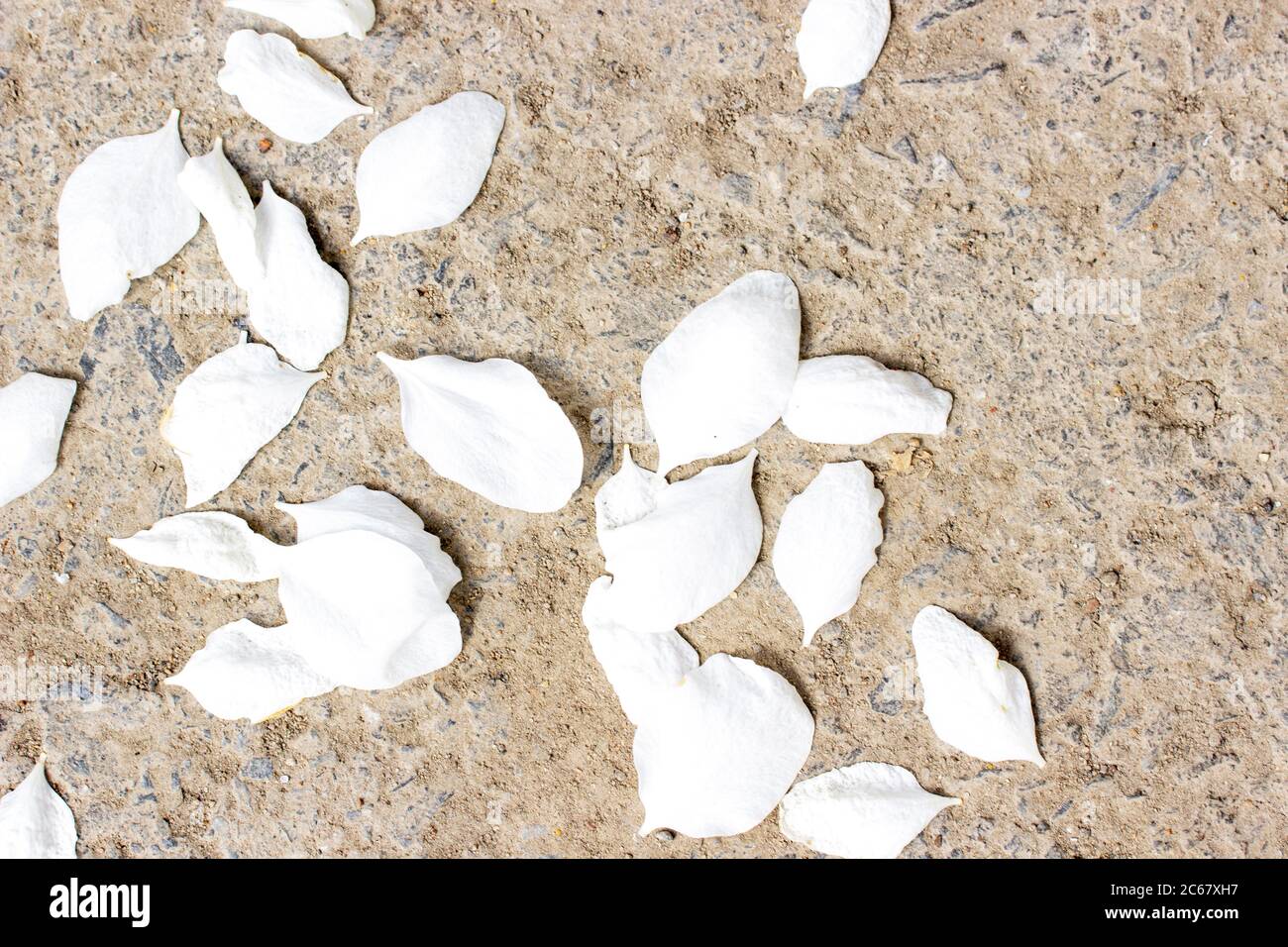 Les pétales blancs de l'arbre à fleurs sont tombés sur le sol. Les pétales ou les cerises de pomme sont au sol. Banque D'Images