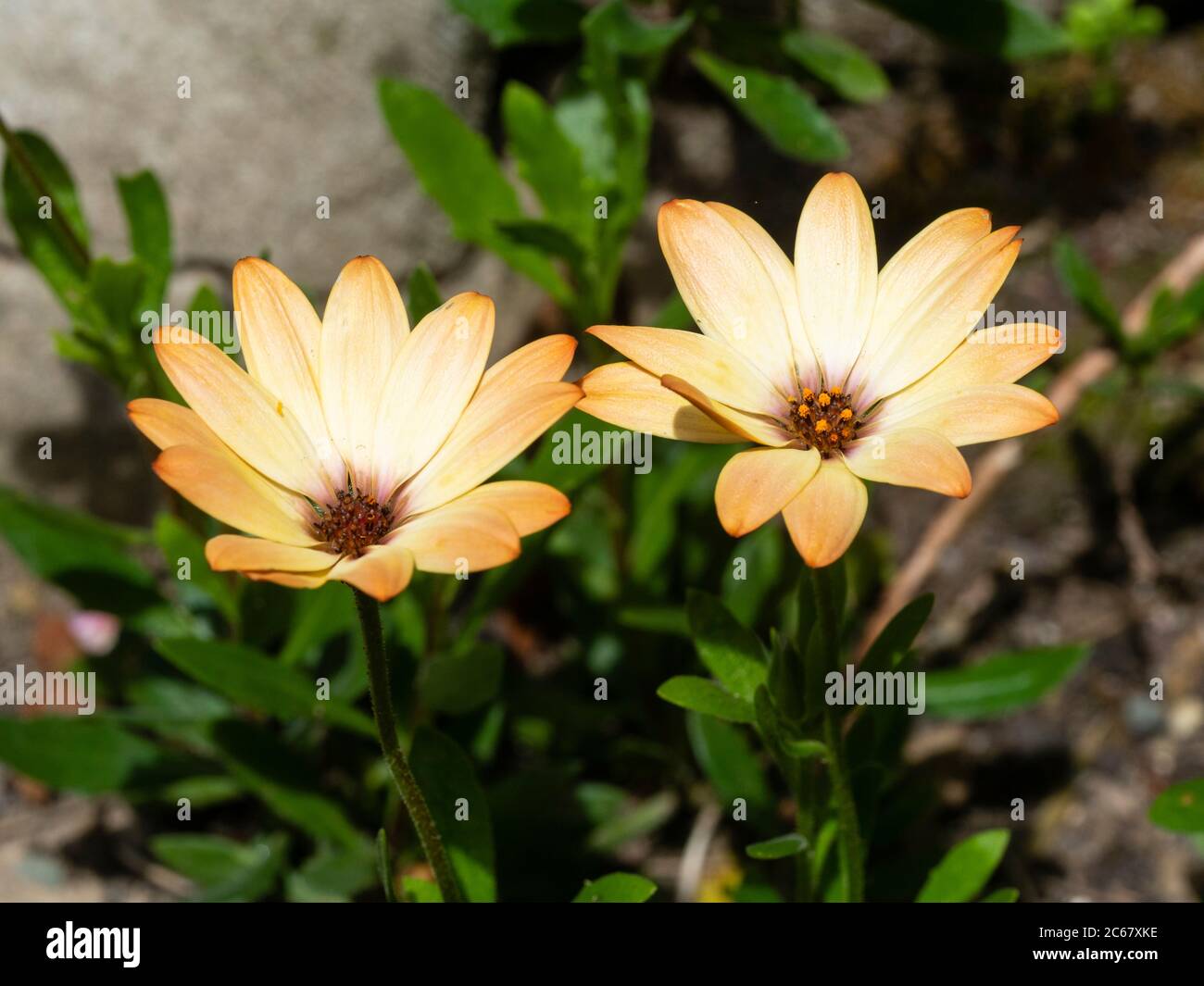 Les fleurs d'Afrique fleurs brun et blanc, daisy Osteospermum ecklonis 'Tradewinds Cannelle', pour la literie d'été Banque D'Images Les fleurs d'Afrique fleurs brun et blanc, daisy Osteospermum ecklonis 'Tradewinds Cannelle', pour la literie d'été Banque D'Images