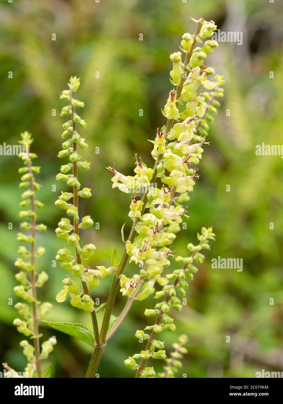Pointes de fleurs de l'été fleur de la Grande-Bretagne, Teucrium scorodonia, sauge de bois. Banque D'Images