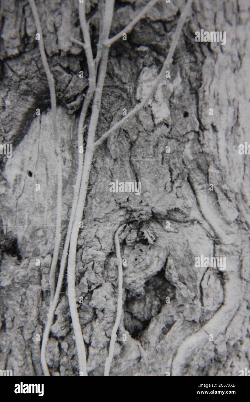 Fin années 70 vintage noir et blanc de style de vie photographie d'un modèle naturel transformé en une idée et une notion abstraites. Banque D'Images