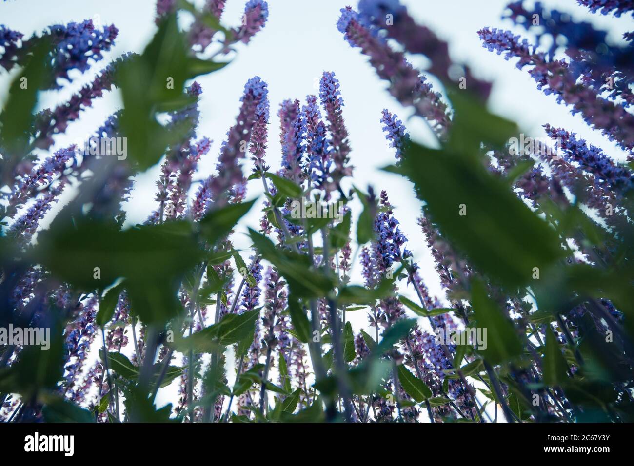 Vue de dessous des buissons de lavande brillants, vue rapprochée. Lavande en fleur. Banque D'Images