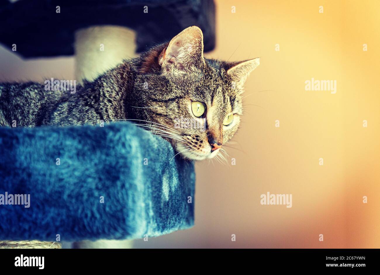 Chat allongé sur un grattoir regardant quelque chose, au soleil - Split Toning photo Banque D'Images