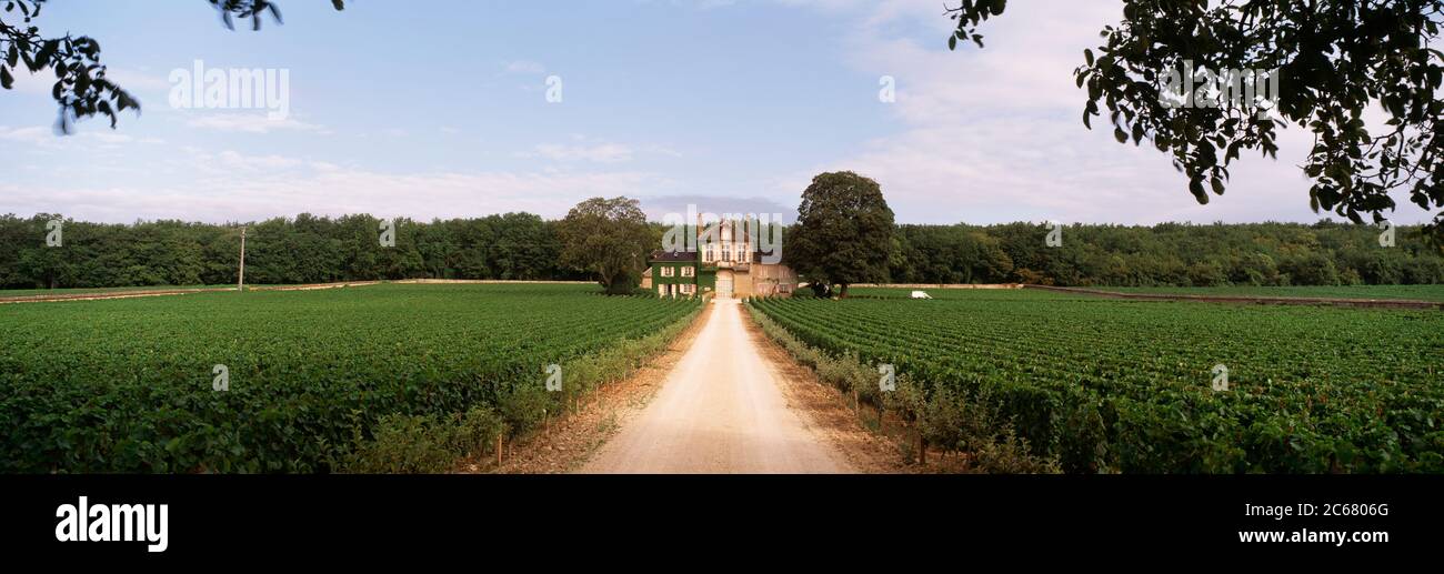 Route de terre au milieu des vignobles, Bourgogne, France Banque D'Images