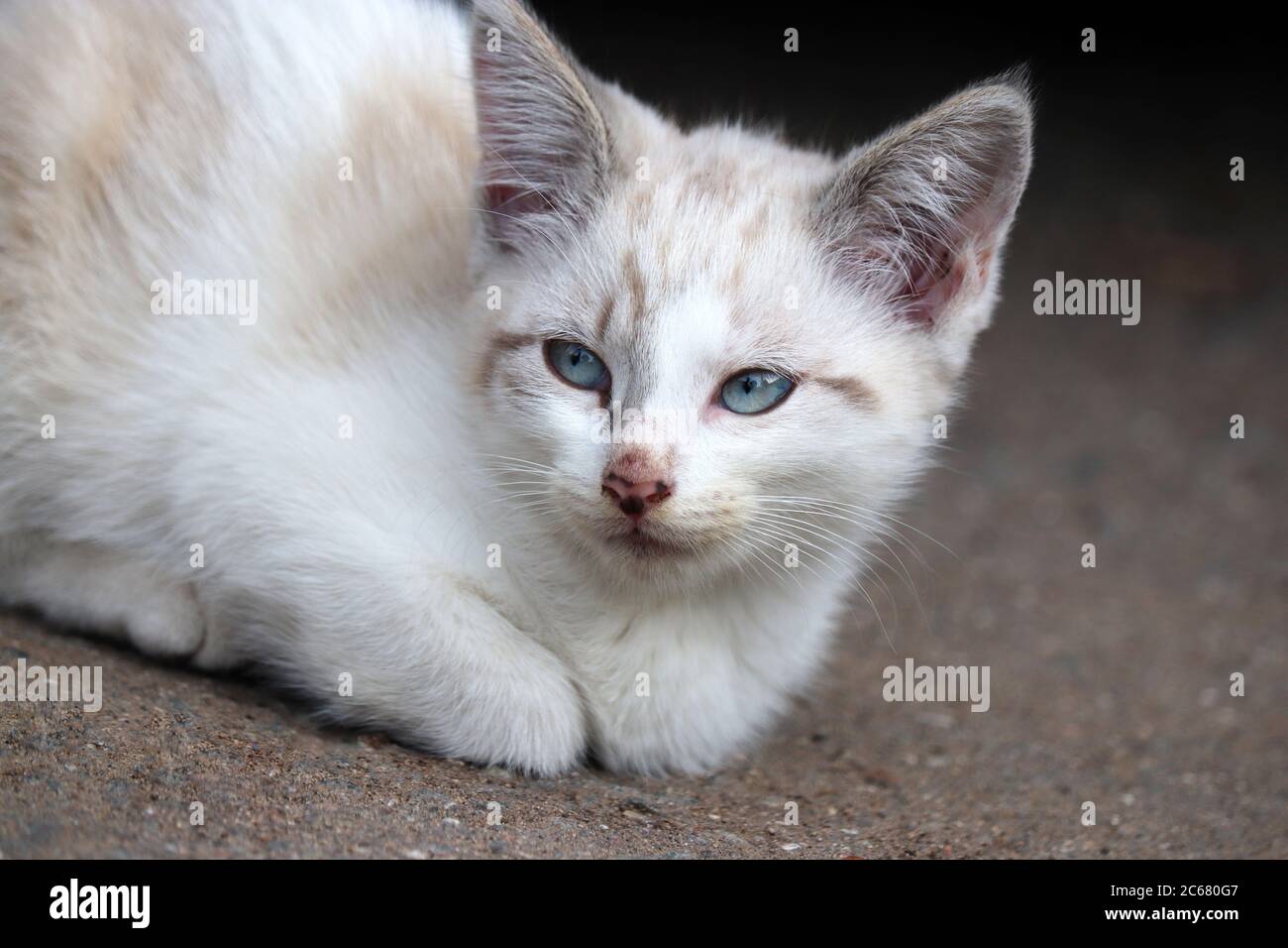 Chaton au gingembre blanc avec les yeux bleus assis dans une rue. Portrait d'un animal de compagnie à fourrure mignon en été Banque D'Images