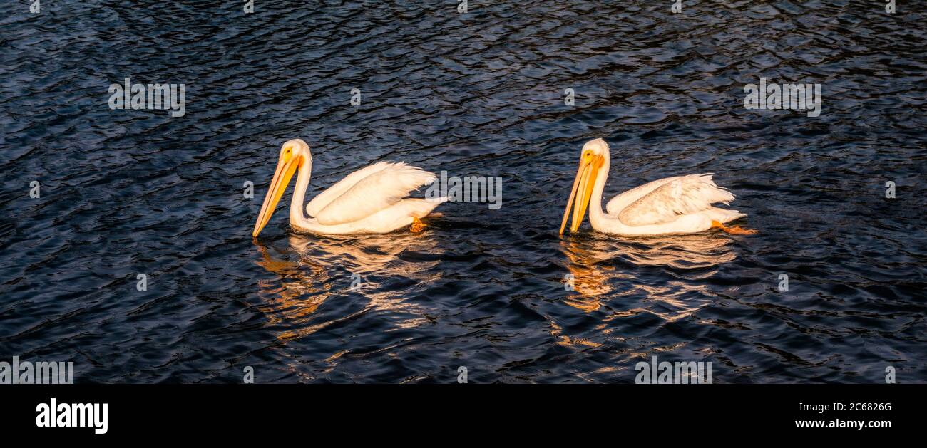 Deux Pélicains (Pelecanus) Lac Merritt, Oakland, Californie, États-Unis Banque D'Images