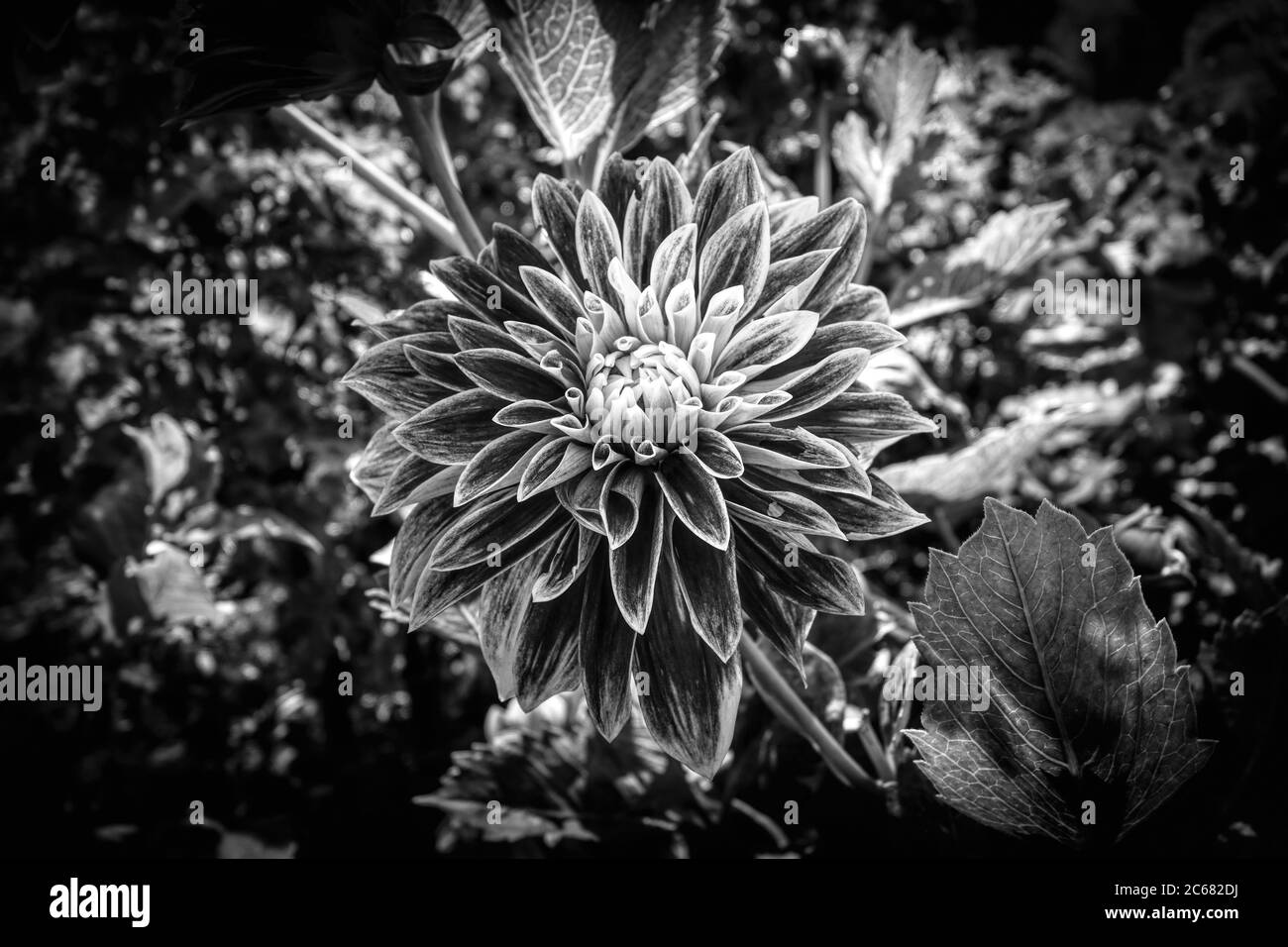 Gros plan de dahlia en pleine floraison, Oakland, Californie, États-Unis Banque D'Images