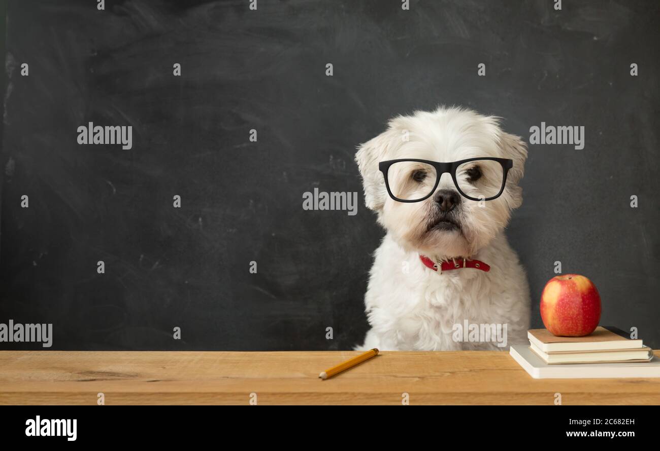 Petit chien blanc assis à un bureau d'école Banque D'Images