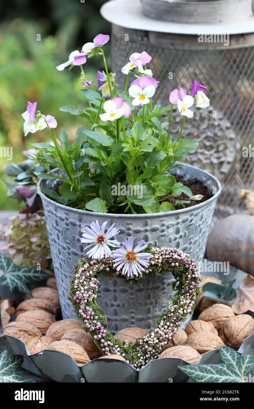fleur violette en pot de zinc et coeur chiné jardin d'automne Photo Stock -  Alamy